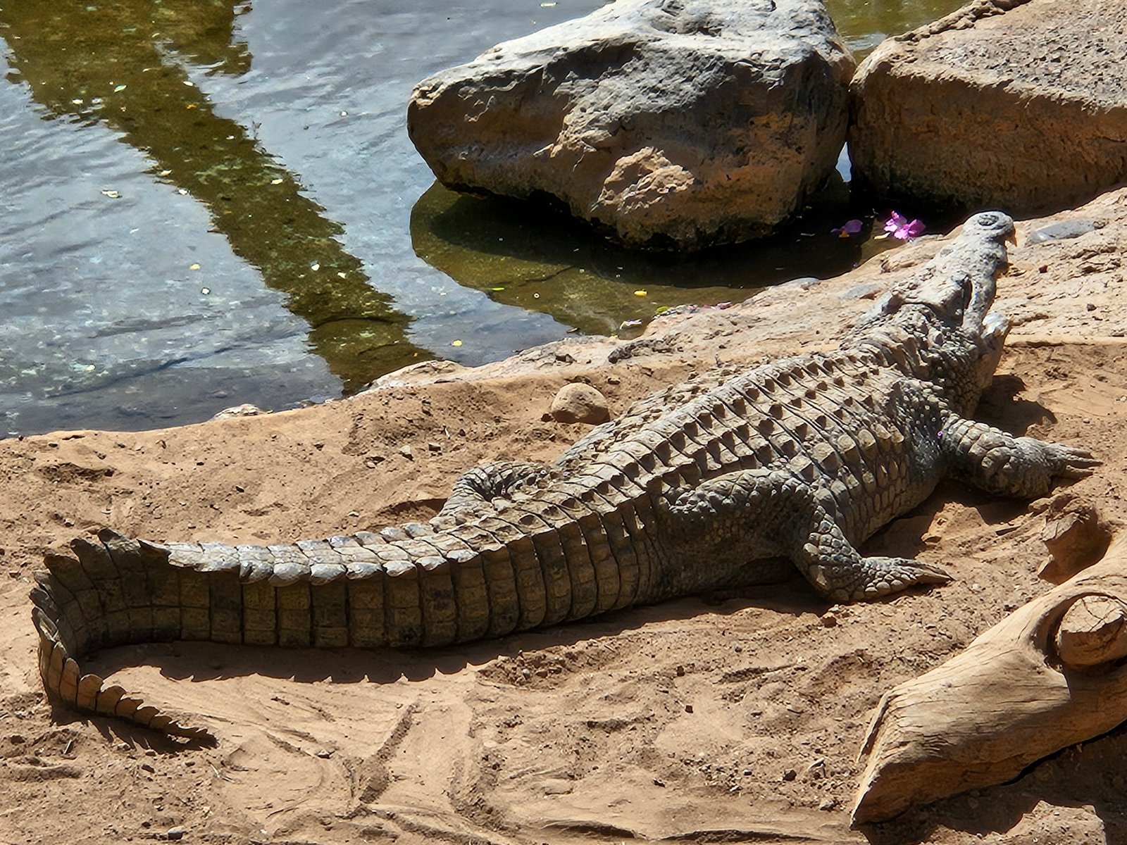 Krokodil am Wasser auf Gran Canaria